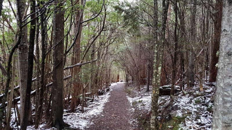 Our Forest Cruising tour is for everyone who likes to ride! Enjoy scenic cruising as we explore some best bush trails in Hobart...